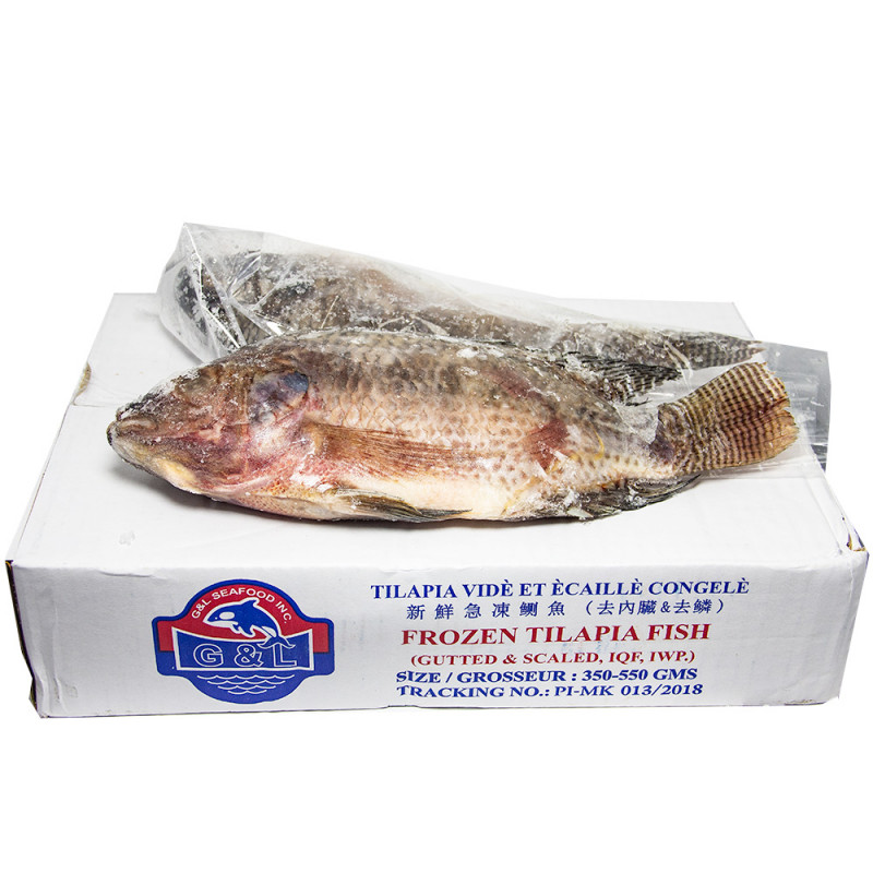 Frozen Tilapia Fish in Box